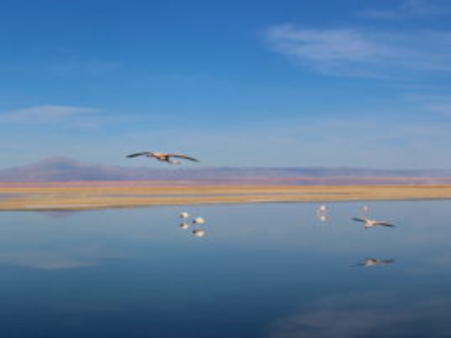 Flamingos sobrevoando a Laguna Chaxa