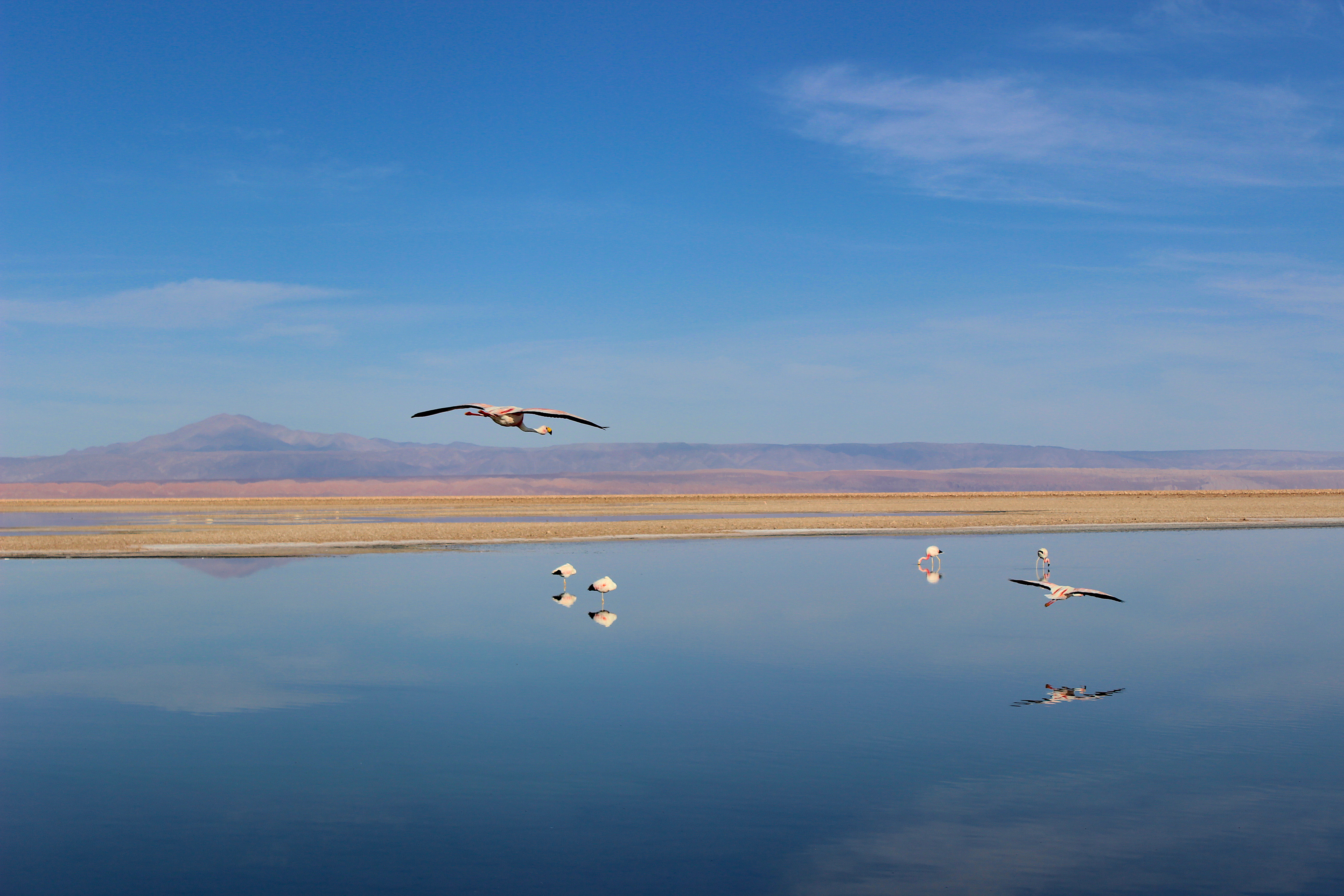 Flamingos sobrevoando a Laguna Chaxa