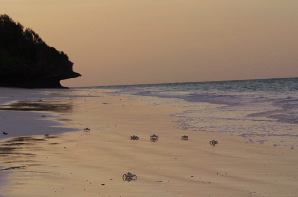 Caranguejos no pôr do sol em Michamwi