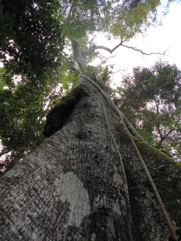 Samauma, a maior árvore da Amazônia