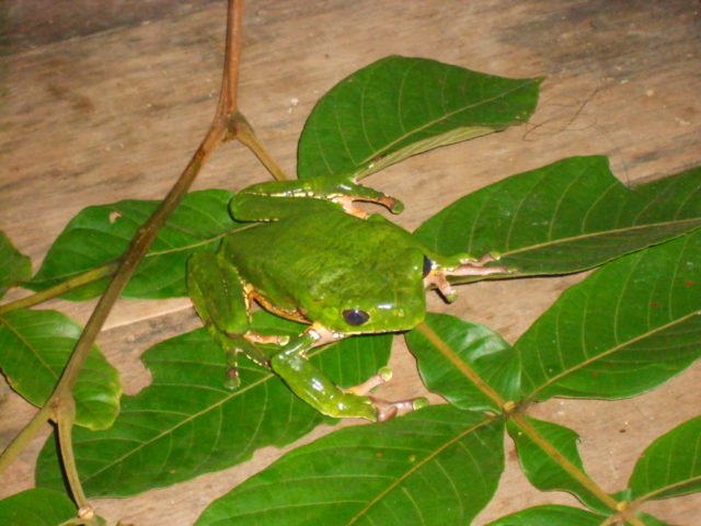 Senhoras e senhores: o sapo