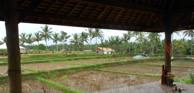 Yoga nas plantações de arroz