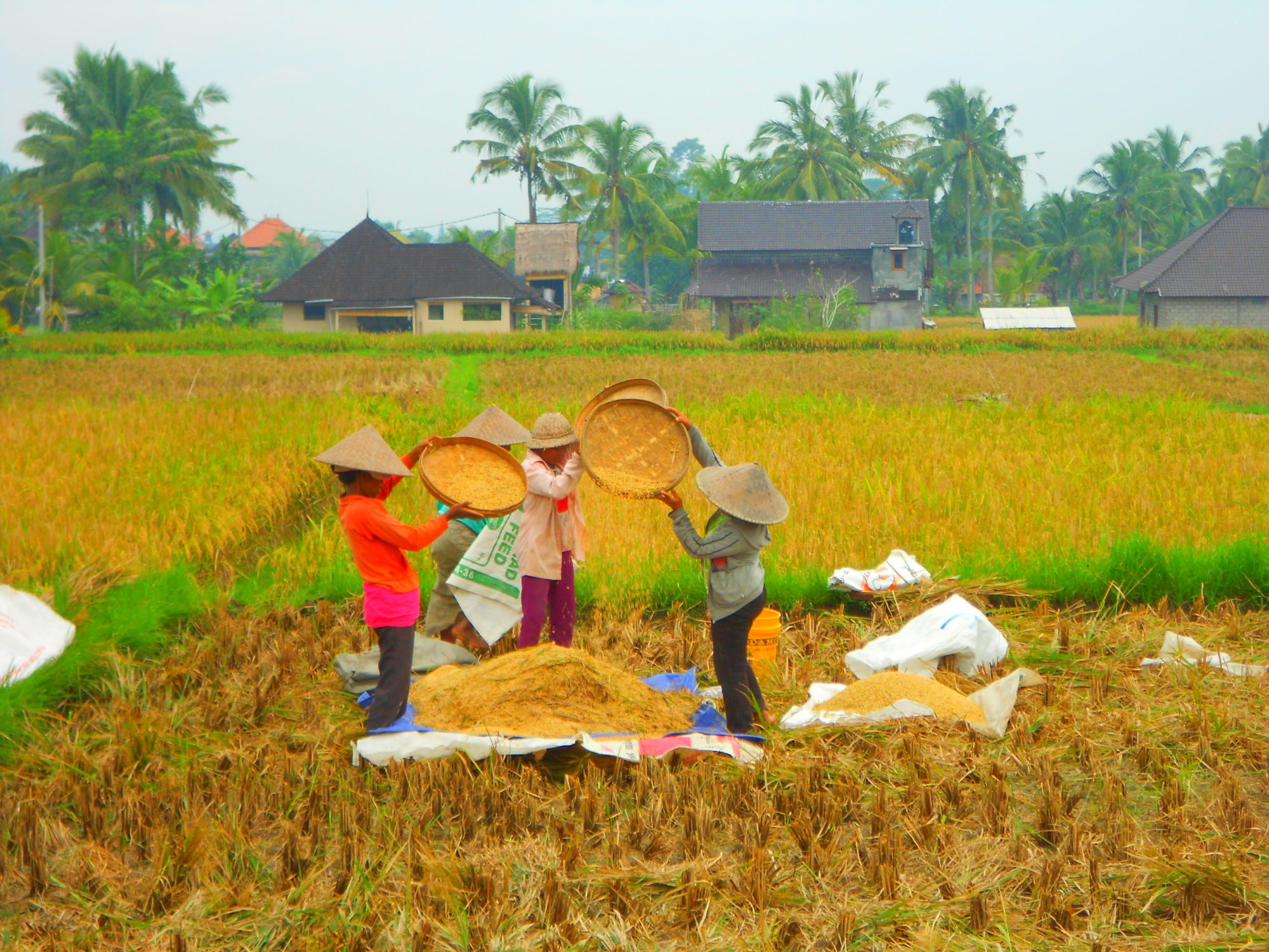 Plantações de arroz em Ubud