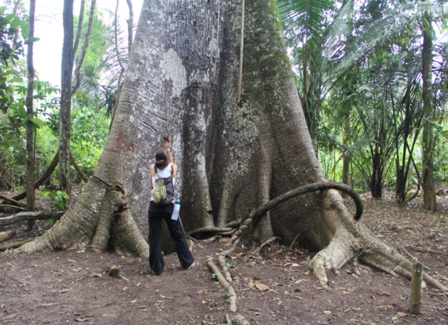 Samauma, a maior árvore da Amazônia