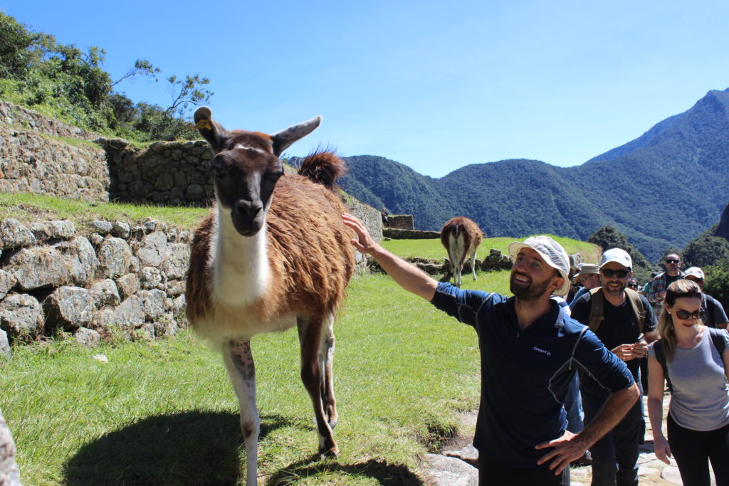 Segura a llama!