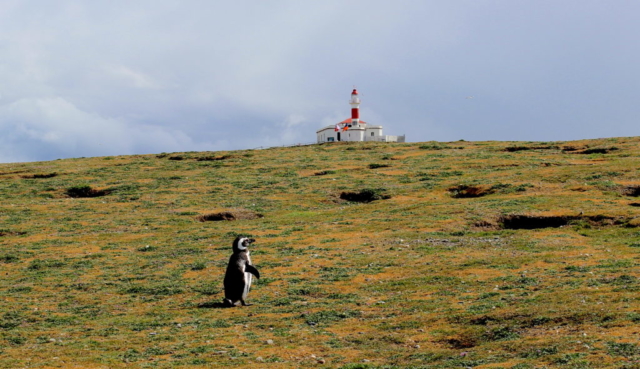 Pinguins na Isla Magdalena