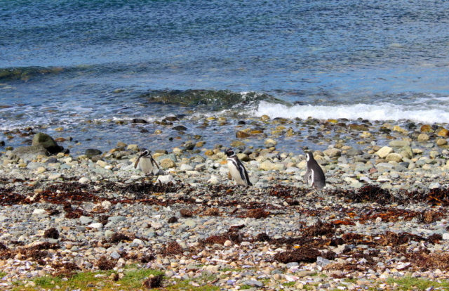 Pinguins na praia