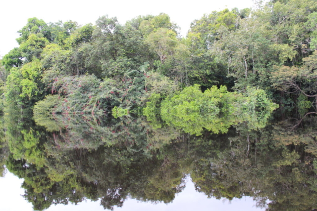 Espelho amazônico