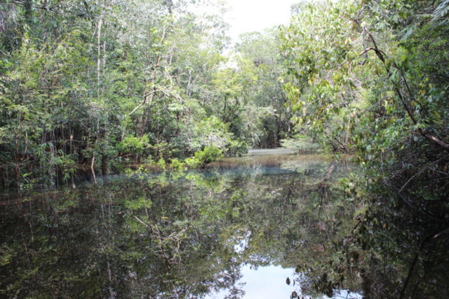 Floresta amazônica